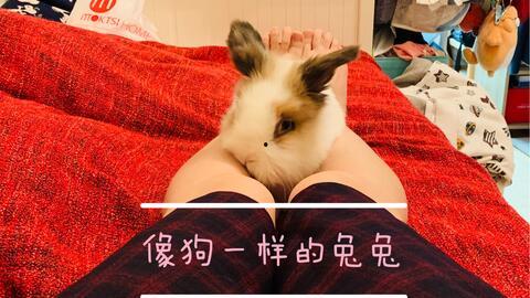 娱乐吃瓜小兔子视频大全,盘点热门视频大全